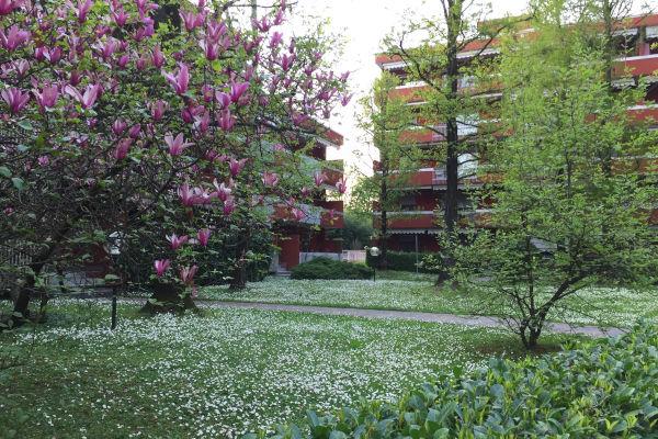Margherite e magnolie a Peschiera Borromeo (MI)