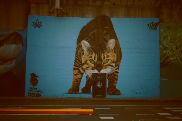 Street art in NoLo