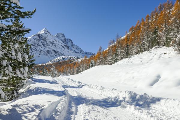 Val Viola - Valtellina (SO) - (Ph: myscratchmap.it)