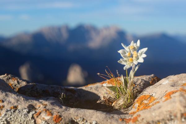 Stelle alpine nel Rifugio Brioschi (LC)