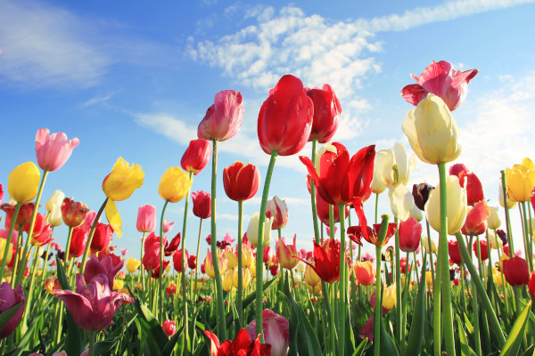 Tulips in Groppello (Groppello d’Adda, MI)