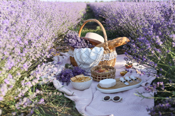 2.Campi di lavanda dell’Oltrepò (PV)