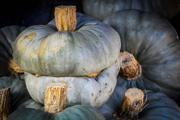 Sagra della Zucca Bertagnina di Dorno 2025 (Dorno, PV)