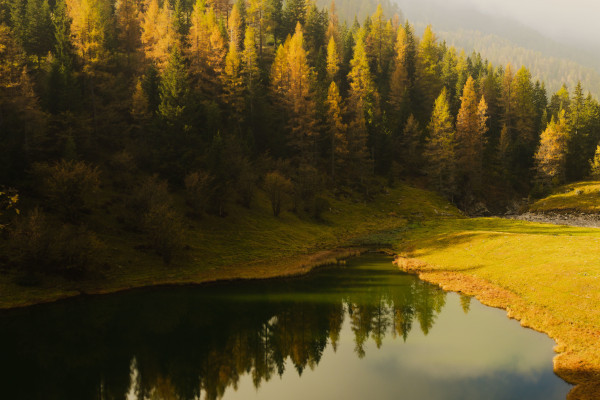 Festival delle Foreste (Bergamo) Festival delle Foreste (Bergamo)