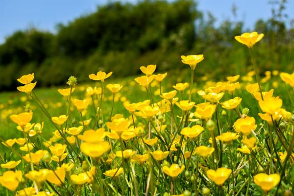 Botton d’oro e orchidee al Monte Campioncino (BG)