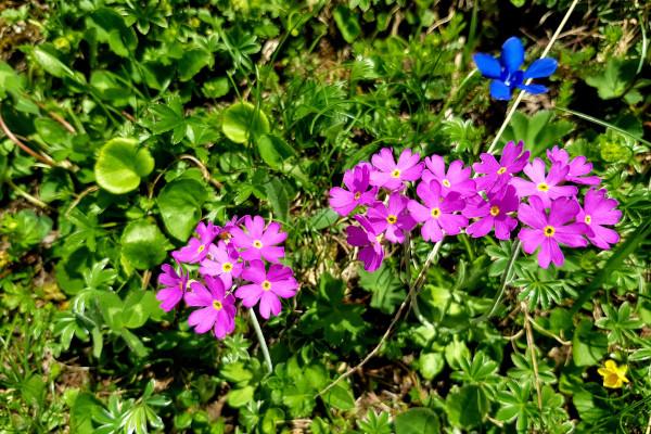 Primula di Lombardia nelle Grigne (LC)