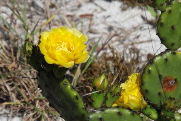 Opuntia humifusa al Parco di Seradina-Bedolina (BS)