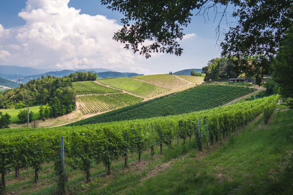 Le colline del vino (PV)