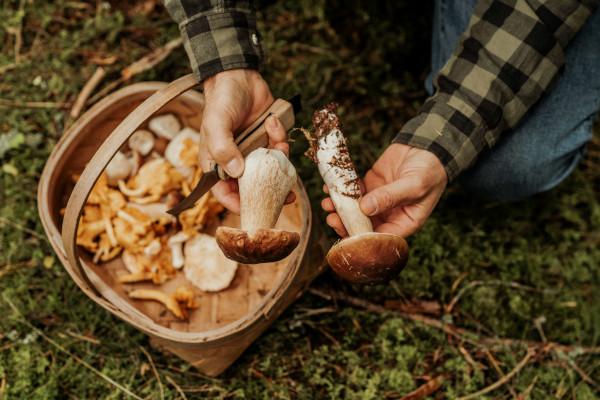 Sagra del fungo e del tartufo (Sant’Angelo Lodigiano, LO)