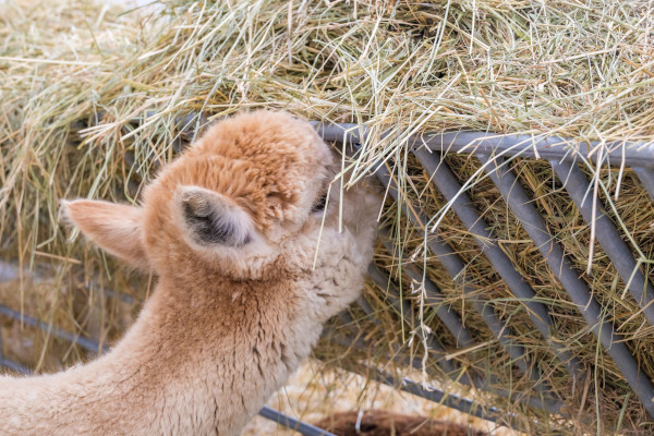 Fiera di Codogno (LO) Fiera di Codogno (LO)