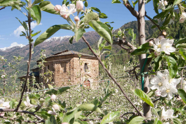 Mar fiorito: in bici tra i meleti