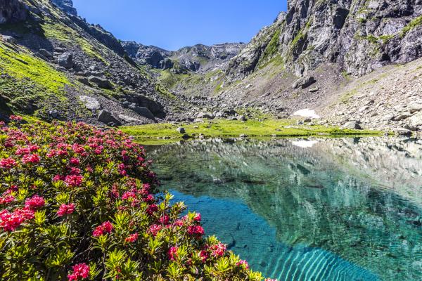 Rhododendrons in Val Gerola