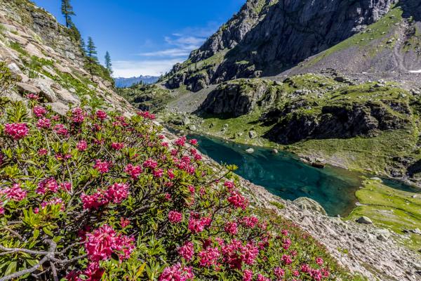 Rhododendrons in Val Gerola