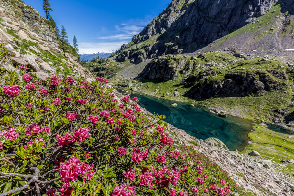 Rododendri in Val Gerola