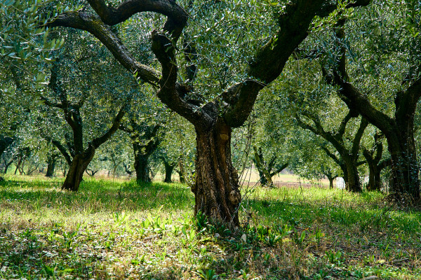 Pedalando tra borghi antichi su dolci colline