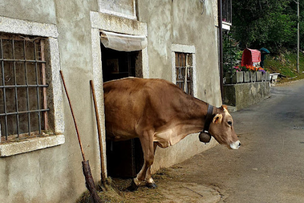 Una mucca esce dalla porta della stalla a Crezzo