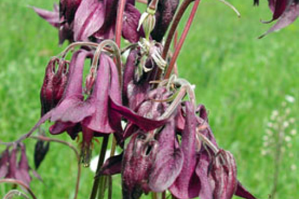 Fiori censiti nel Parco