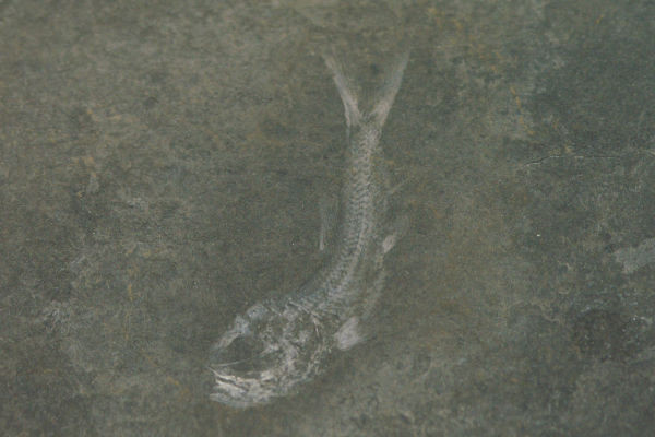 Fossili di pesci (Folidofori) 
