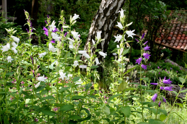 Fioritura di Campanule