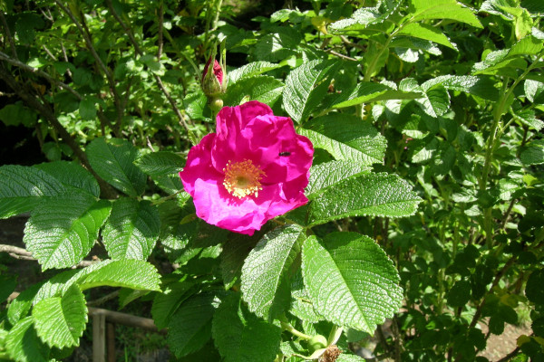 Rosa rugosa