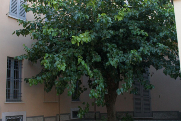 Cortile Rurale annesso alla VIlla Vidiserti