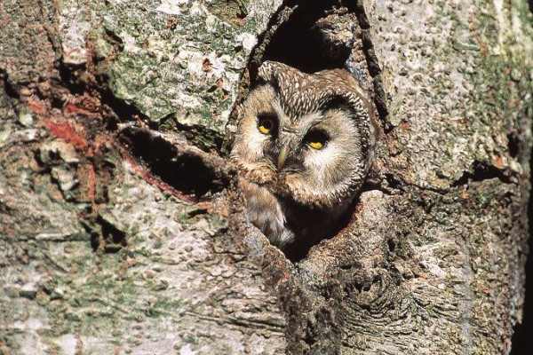 Boreal Owl