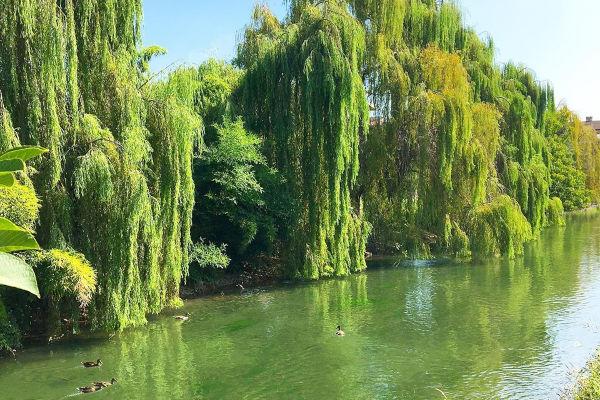 Scorcio della Martesana (ph IG @antospeedy86)