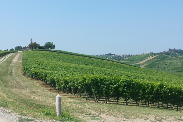 Vigneti a Luzzano