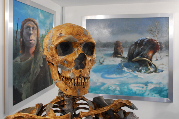 Reperto osso frontale di un Uomo di Neanderthal, "Pàus"