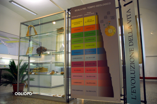 Sala Museo Paleoantropologico del Po