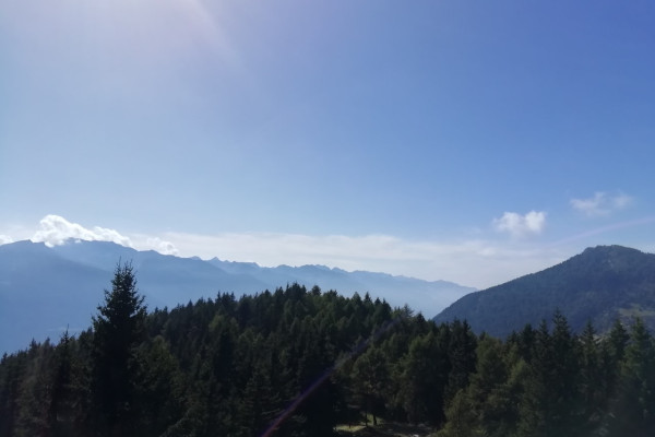Toricla