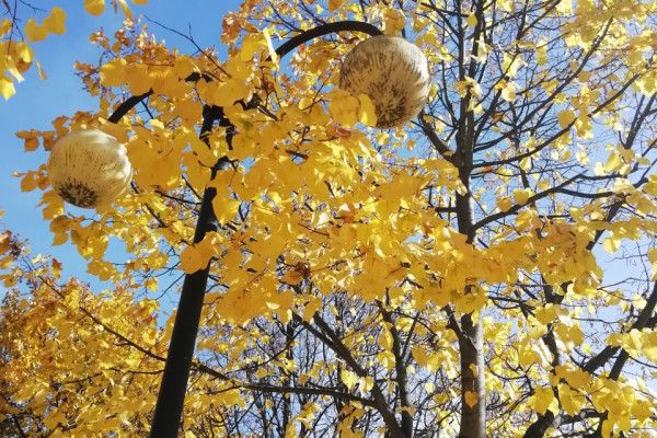 Foliage