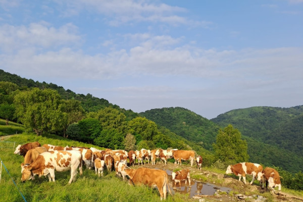 Bovini al Pascolo in montagna