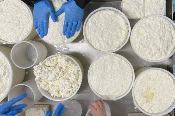 Preparazione delle forme di formaggio fresco insieme ai bambini