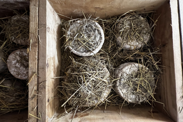 Formaggio ricoperto di fieno in cassetta di legno