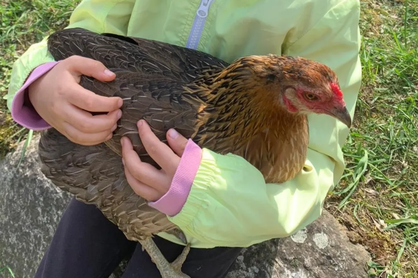 Una gallina in braccio a una bambina