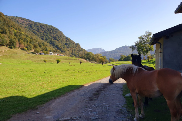 Prato