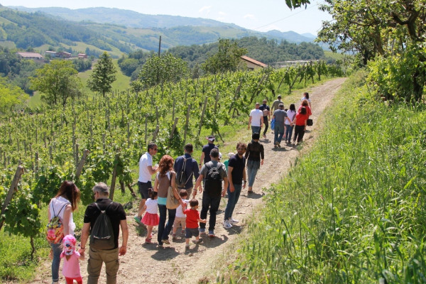 Passeggiata in vigna