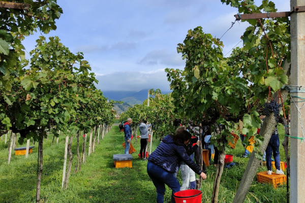 Bimbi con famiglia che raccolgono l'uva per vendemmia a Bergamo