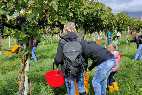 Bimbi con famiglia che tagliano l'uva per vendemmia a Bergamo