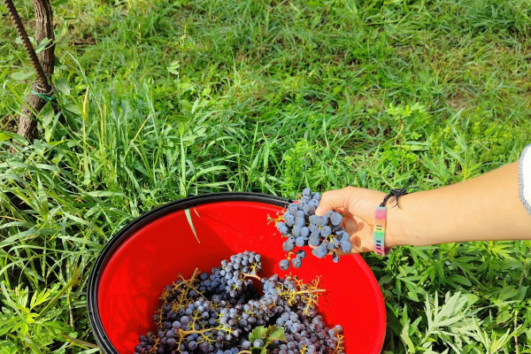 bambino che raccoglie l'uva in Franciacorta