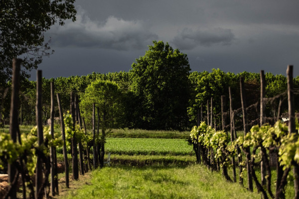 vigna a cremona