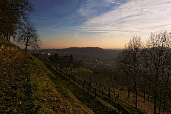 vigna a Milano