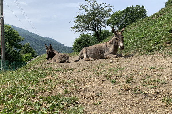 Asinelli in relax 