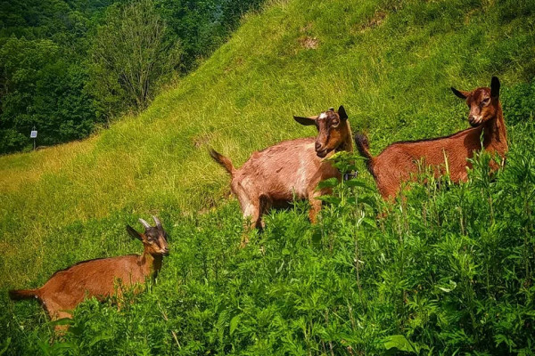 tre caprette al pascolo